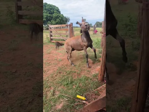 burro é bicho danado