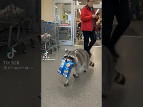 A raccoon walks out of supermarket with chips #shorts