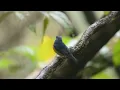 Download Lagu suara pikat burung tledekan gunung paling ampuh