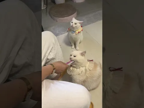 caramelos para gatos