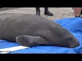 An Explanation of Pop Tart the Manatee s Release