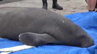 An Explanation of Pop Tart the Manatee s Release