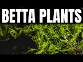 Betta Plants What They Actually Like And What Just Dies