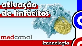Ativação de Linfócitos | IMUNOLOGIA (Vídeo 8)