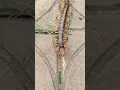 Lagu Centipede walking with out head#Shorts