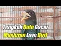 Tengkek Buto Gacor Speed Pelan| Cocok Untuk Masteran Love Bird