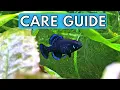 Elassoma Gilberti Care Guide Gulf Coast Pygmy Sunfish Care Guide