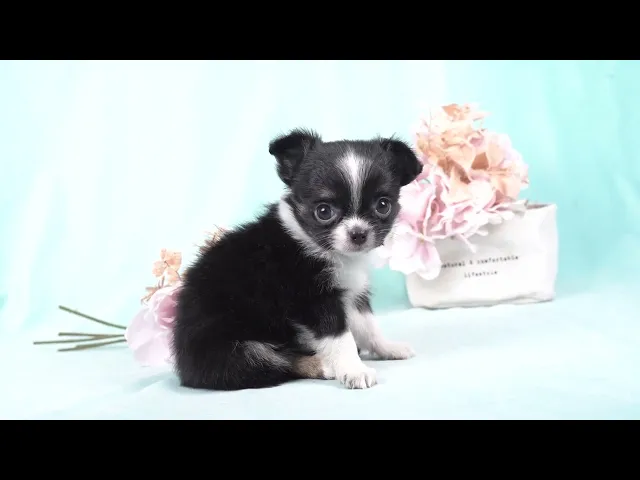 動画