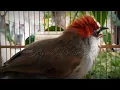 Download Lagu Burung Tepus Glagah Kaso Kaso Gacor
