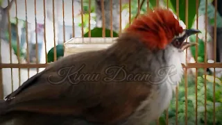 Download Burung Tepus Glagah Kaso Kaso Gacor MP3