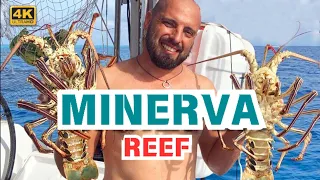 Minerva Reef: Stunning Underwater World, Snorkeling & Diving in the Pacific Ocean