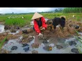 Harvest Frog In The Rice Fields After Harvesting To Sell At The Market, Eat Rice With My  Brother