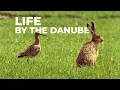 Download Lagu The Wild Beasts of the Danube