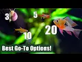 My top 3 nano fish choices for each NANO tank size