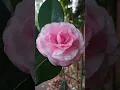 Download Lagu Beautiful Camellia Bloom #victoria #floravictoria #enjoyeverymoment #shortfeed #australia #flowers