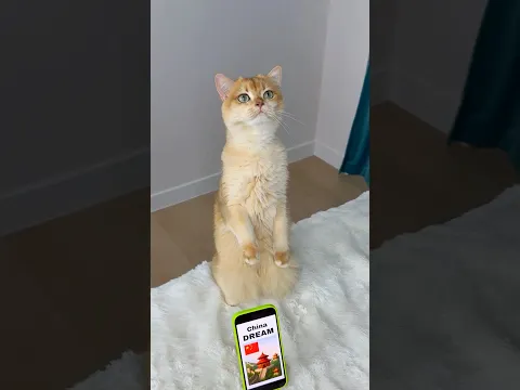 My cat dreams of visiting China😍