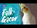 Lagu Burung Falk Gacor | Burung Parkit Australia Cockatiel