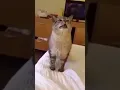 Download Lagu Kucing Sekali Bersin Meledak #shorts #youtubeshorts #cat