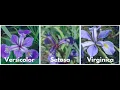 Multiclass Classification IRIS Classification