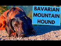 Bavarian Mountain Hound - Facts and Information