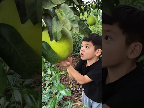 কে করলো জাম্বুরা চুরি।