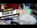 How to bath a cat at home Cat Grooming in Queens NY by Dalilas pet grooming School