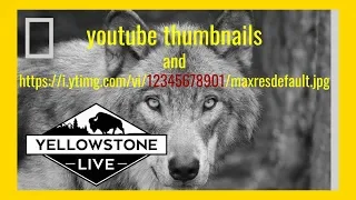 all about youtube thumbnail images as ytimg maxresdefault especially in search