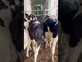 Download Lagu 🇹🇷#Breeding #heifers loading for 🇹🇷 #holstein #dairyherd #cow #inek #büyükbaşhayvancılık #tarım