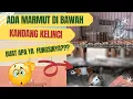Download Lagu FUNGSI MARMUT DI KANDANG KELINCI