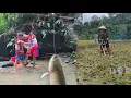 Download Lagu Mother cut straw in the field, 2 children went fishing to find food waiting for mother to come home