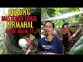 Download Lagu TANGANYA ADEM..TERNAK BURUNG APA AJA BERHASIL, BURUNG PANCAWARNA INIPUN JUGA SUKSES DITERNAK  OM INI