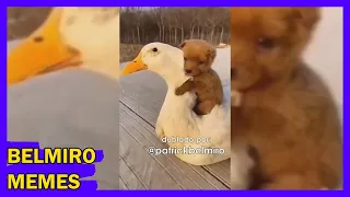 Belmiro Memes: Dublagens de animais engraçados - Episódio 770