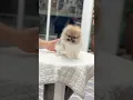Download Lagu #pomeranian #poompoom #poms #pets #cute #cutedog #animals #heropom #puppy #geminifourth