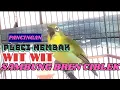 Download Lagu Pancingan Masteran Pleci Nembak Wit Wit Sambung Bren Ciblek...