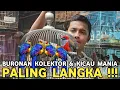 Lagu ADA BURUNG PALING LANGKA BURONAN PARA KOLEKTOR DAN KICAU MANIA DI KIOS LANGGENG JAYA PB PRAMUKA 