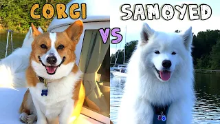 Corgi vs. Samoyed [Doggie Intelligence Test]