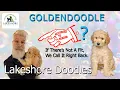 Returned Goldendoodle If it s not a Fit we take it right back