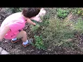 Son Learning to use Action Hoe in Garden - Hula Hoe Loop