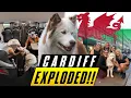 Lagu Crowds EXPLODED Over My Husky in Cardiff!! (Wales Went Crazy) 🐺🔥