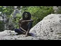 Chronixx - So Brutal (New 2020)
