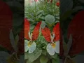 Download Lagu amazigh music, a ta ghrigh i usmun #toutou Mohamed #hajiba azrou #shorts