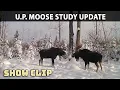 U P Collared Moose Mortality Update