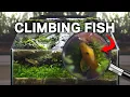 Download Lagu Making a Waterfall for My Climbing Fish (150 Day Ecosystem)