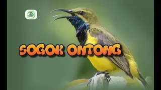 suara burung madu untuk pikat