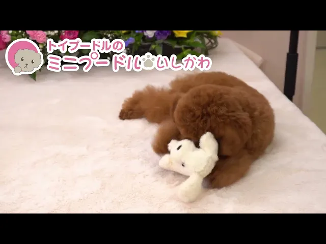 動画