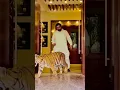 Download Lagu Tottal kitnay lions tigers hein