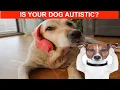 Autistic DOGS Signs Your Dog Has ASD Autism Spectrum Disorder Dogs with Autism