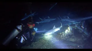 Shark Sisters WHSE88