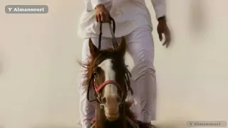 شيلات ياقصيدي تولم   دندنها