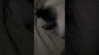 Funny 🐖 sleeping